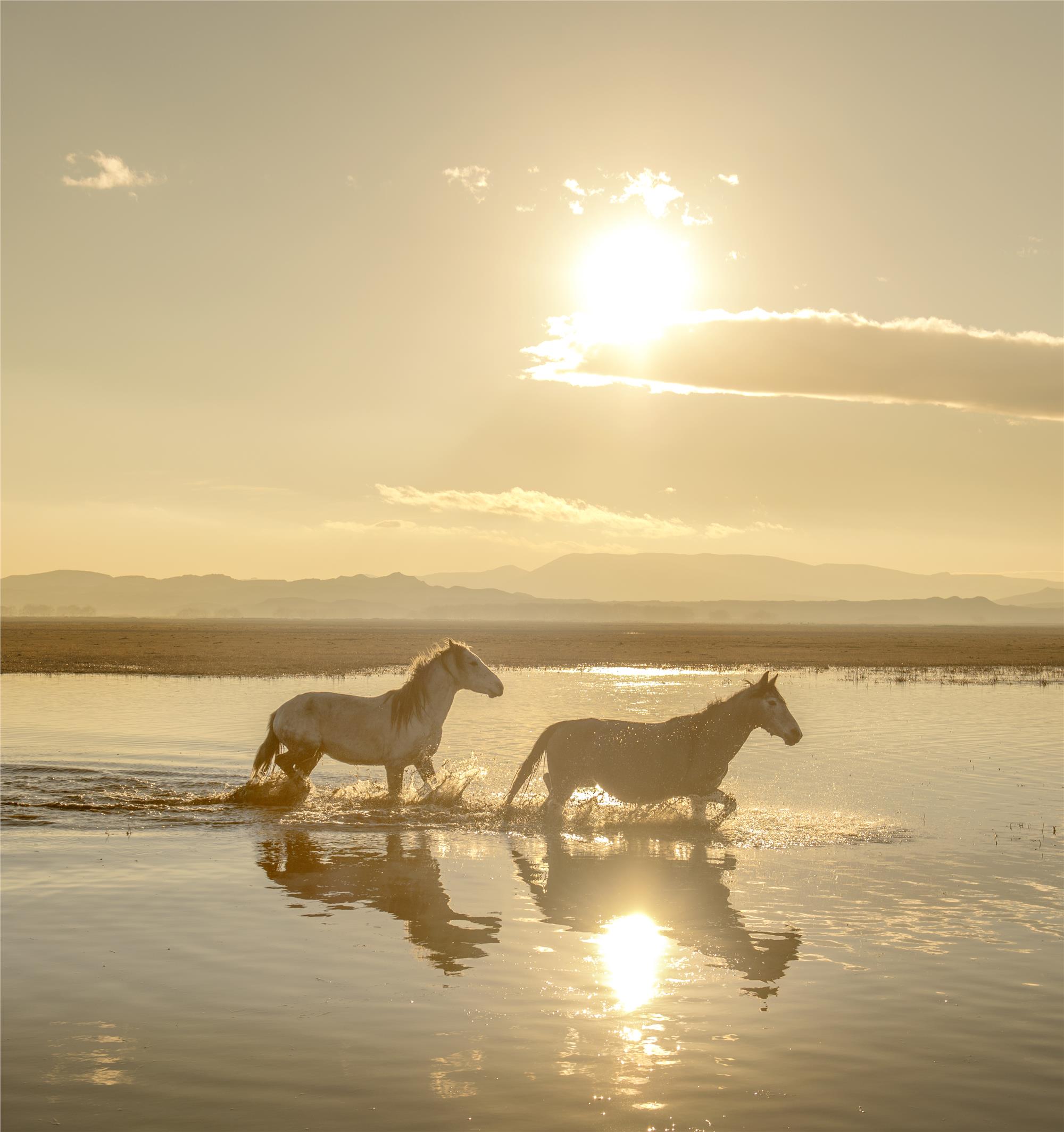 Equine Photography