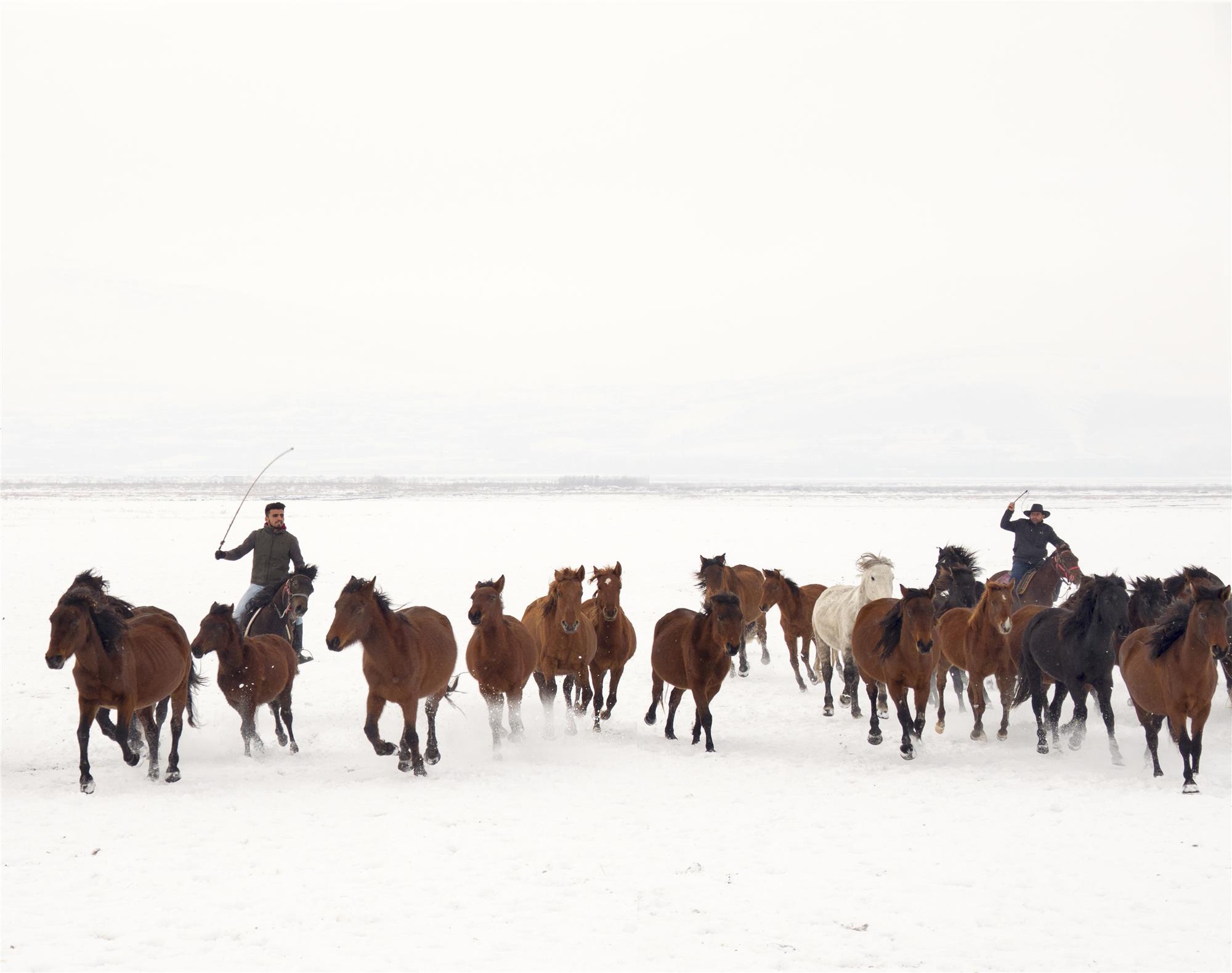 Equine Photography