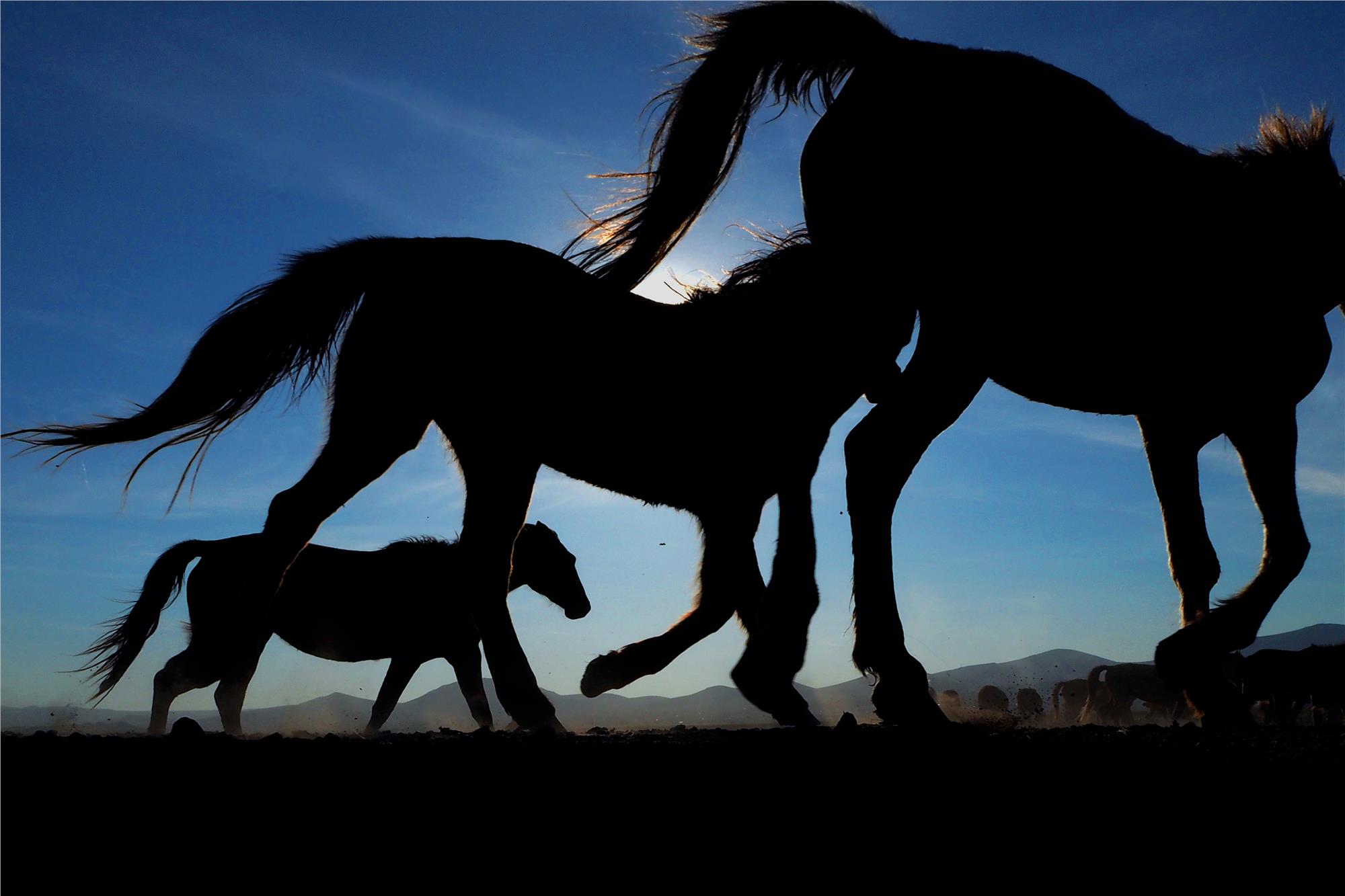 Equine Photography