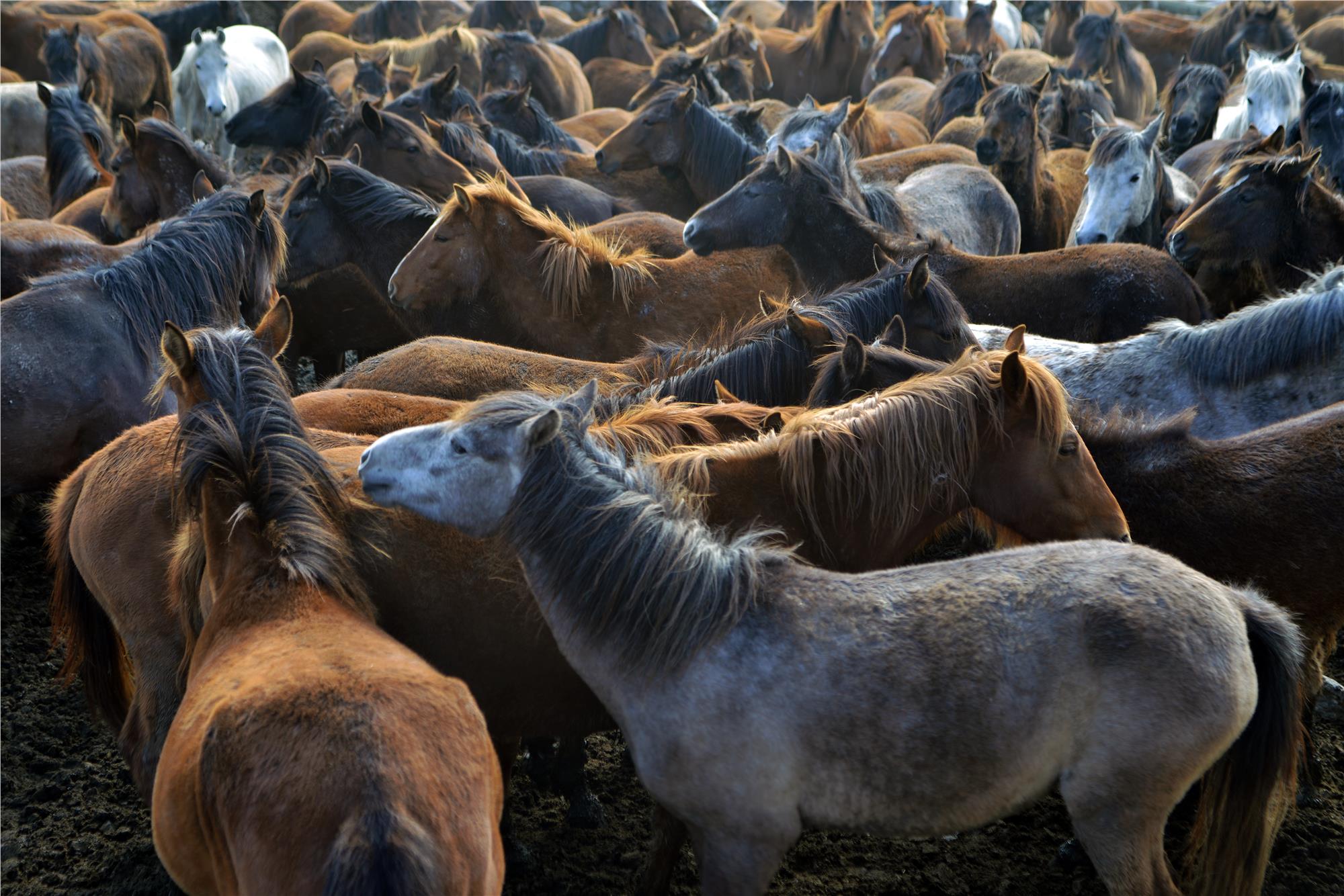 Equine Photography