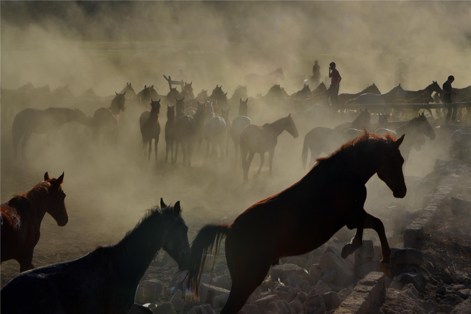 Equine Photography