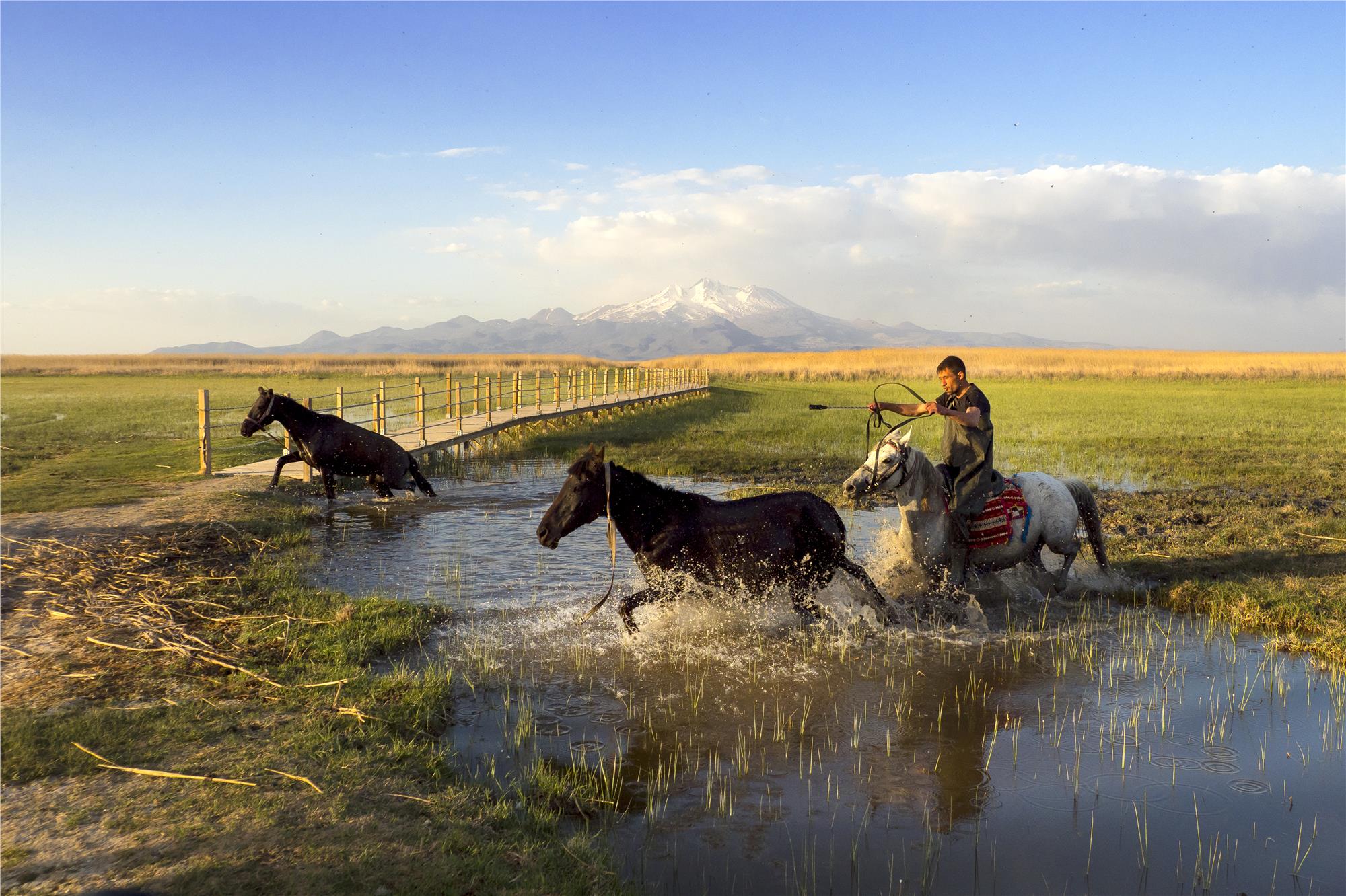 Equine Photography