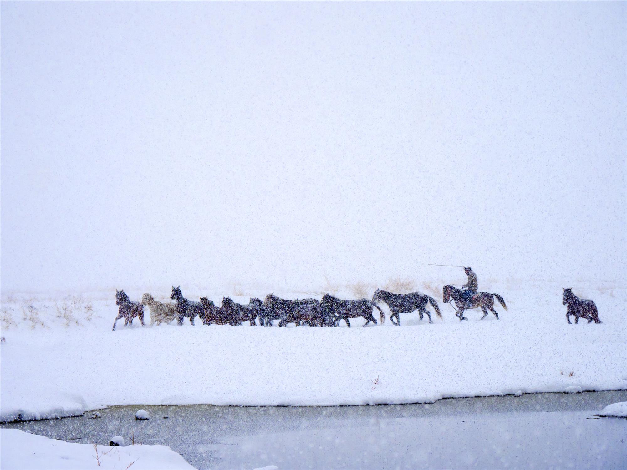 Equine Photography