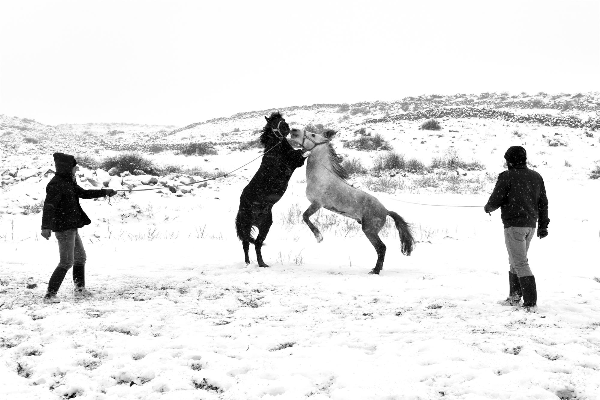 Equine Photography Workshops and Classes