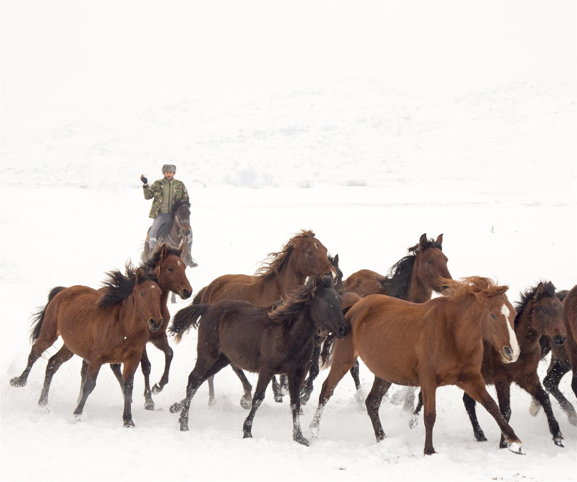 Equine Photography Workshops and Classes