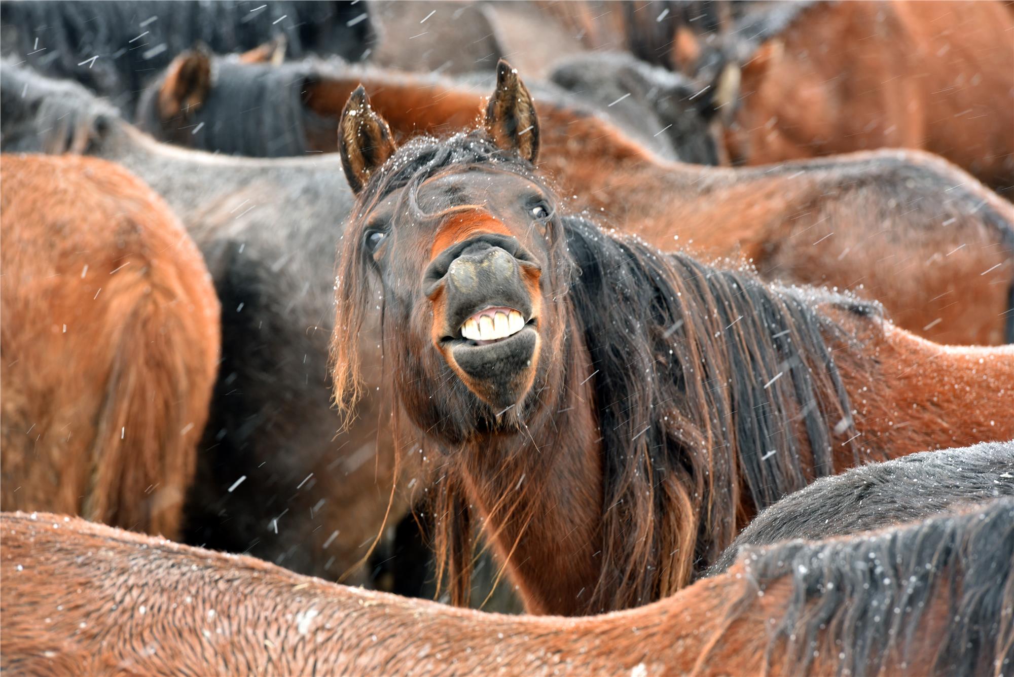 Equine Photography Workshops and Classes