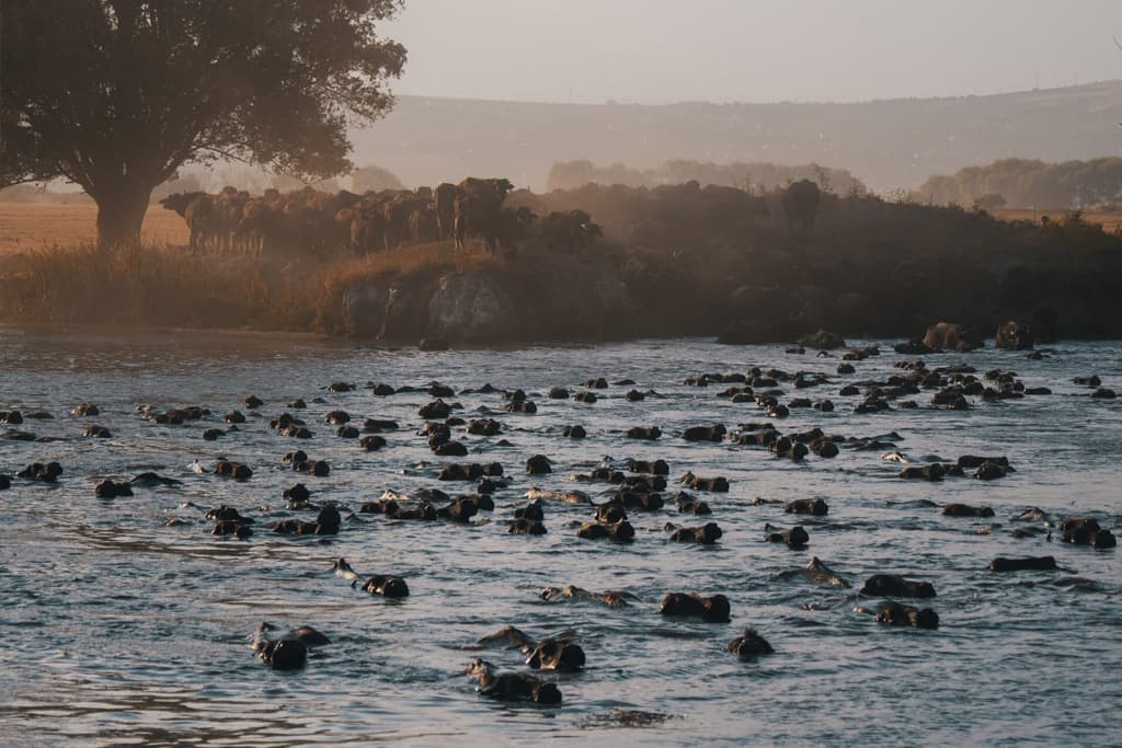 Migration of Buffalos