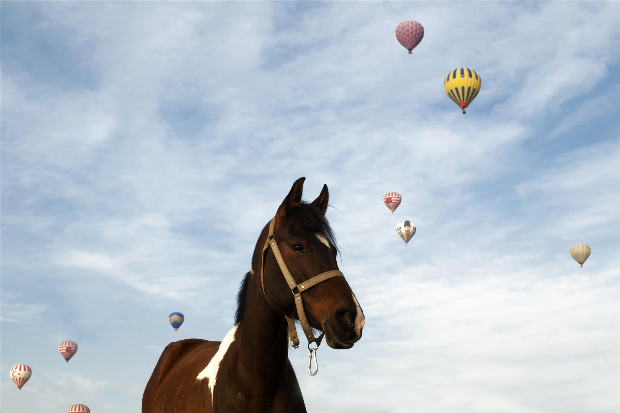 Nuri Çorbacıoğlu: Equine Photographer