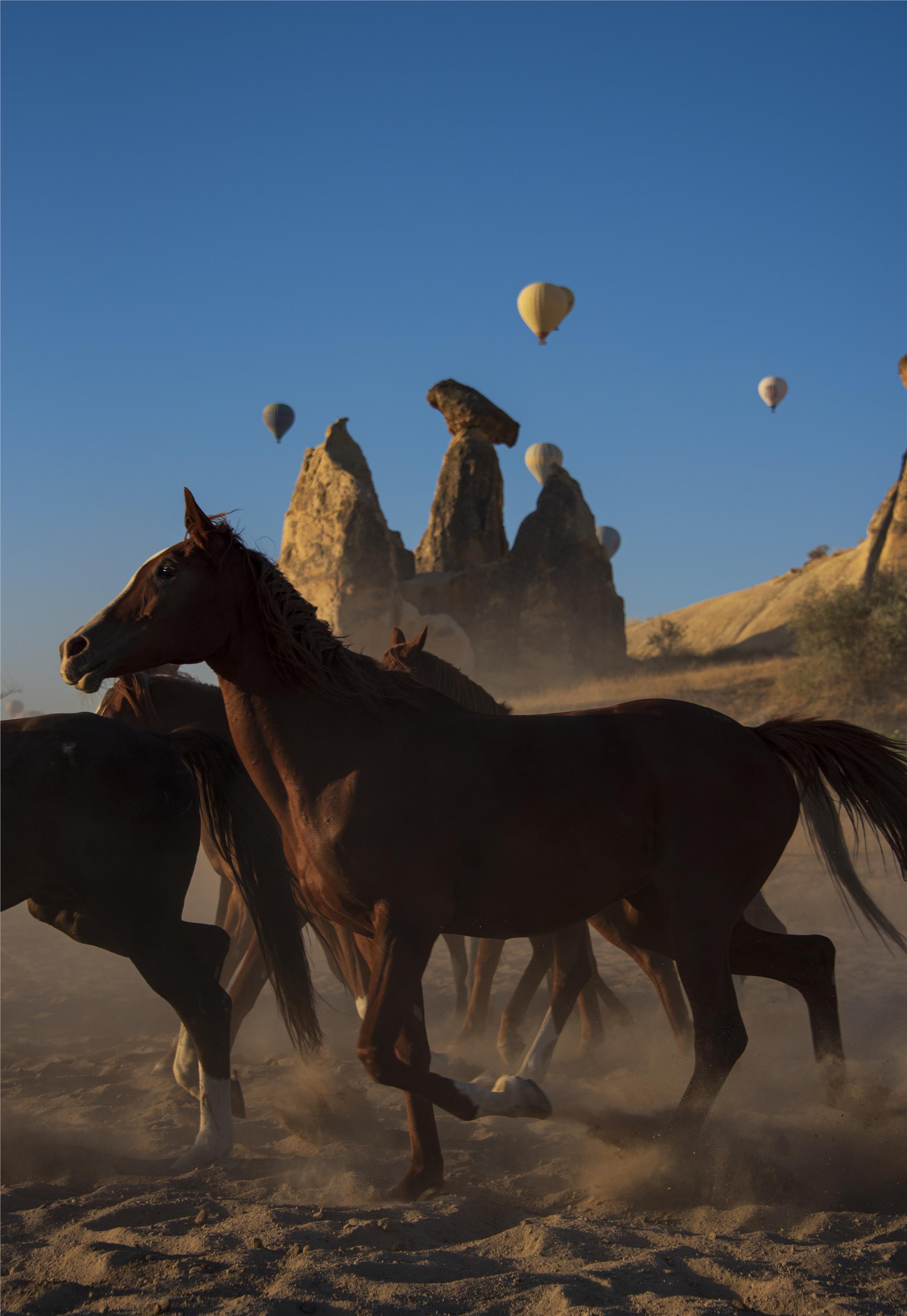 Nuri Çorbacıoğlu: Equine Photographer