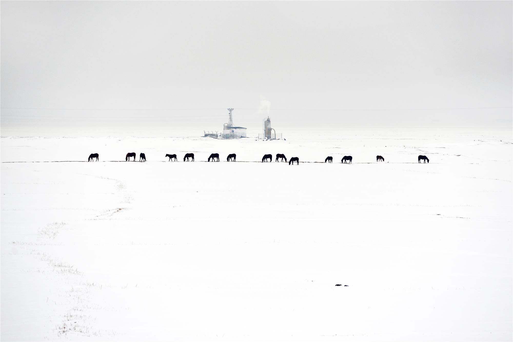 Nuri Çorbacıoğlu: Equine Photographer