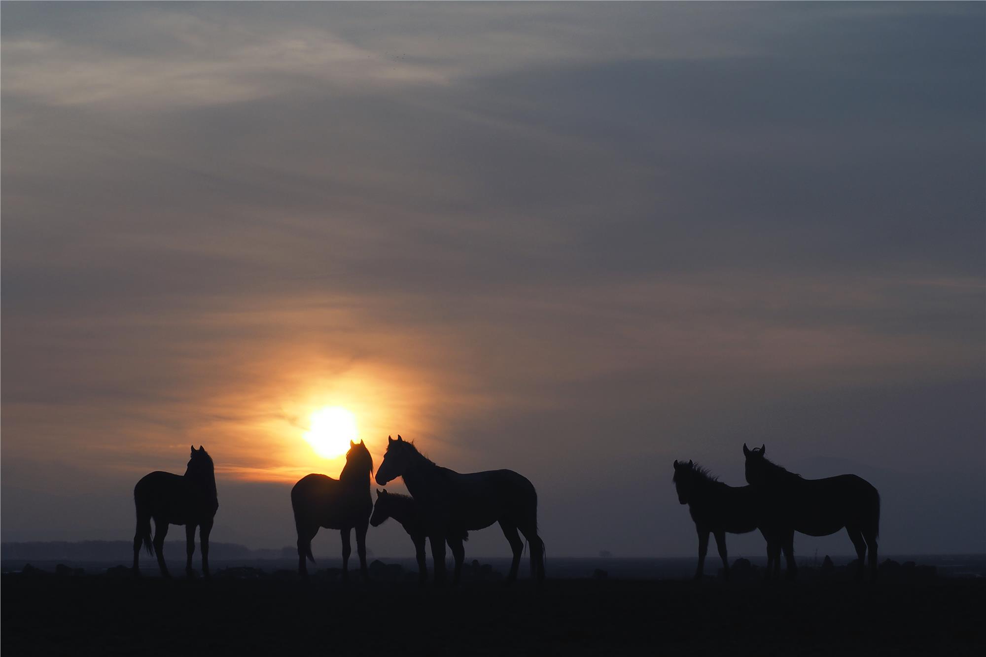 Nuri Çorbacıoğlu: Equine Photographer