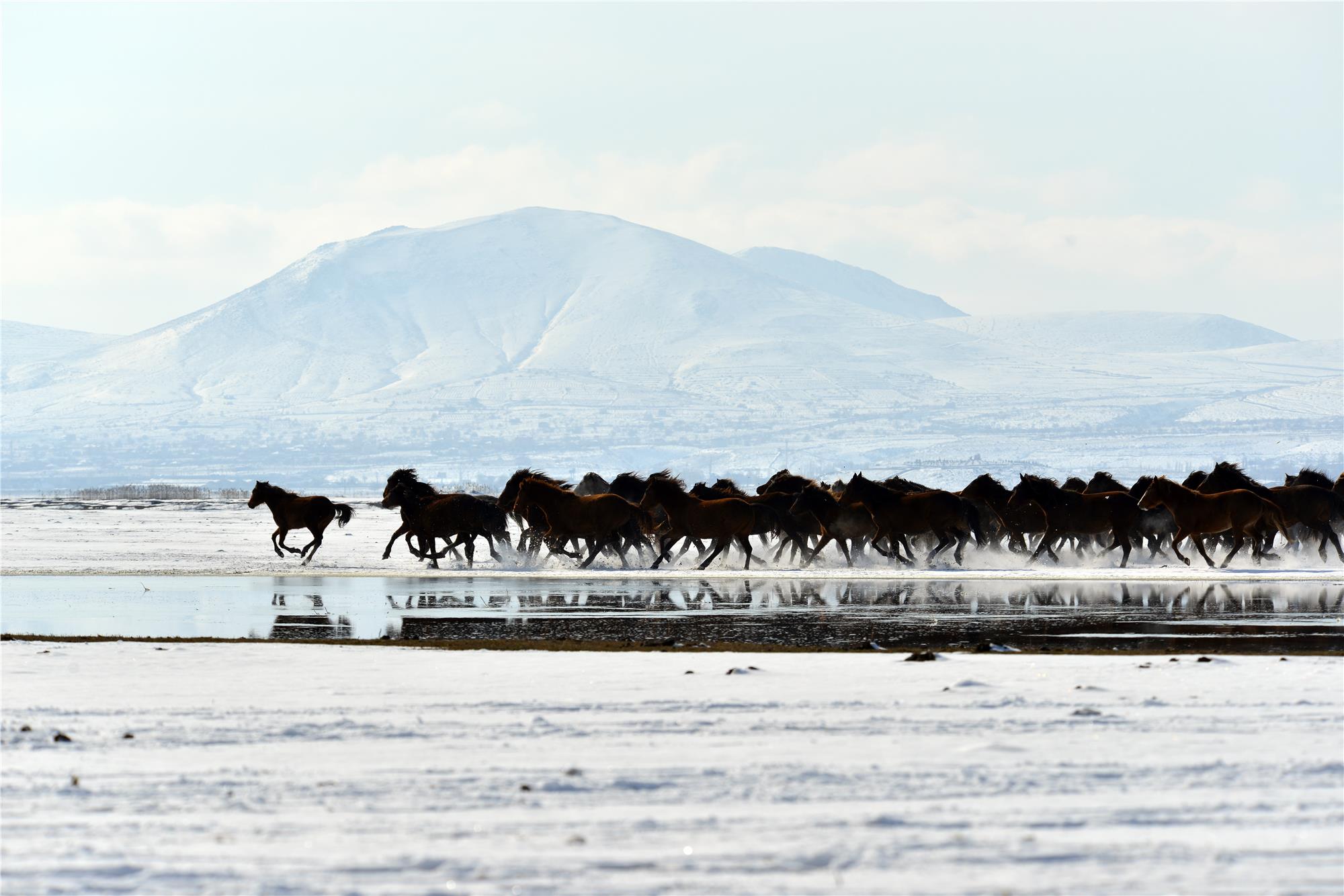 Nuri Çorbacıoğlu: Equine Photographer