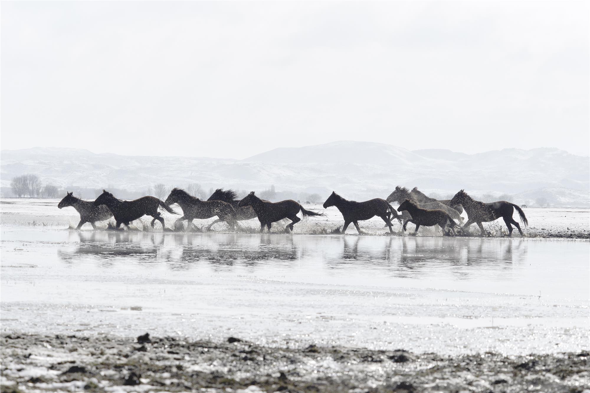 Nuri Çorbacıoğlu: Equine Photographer