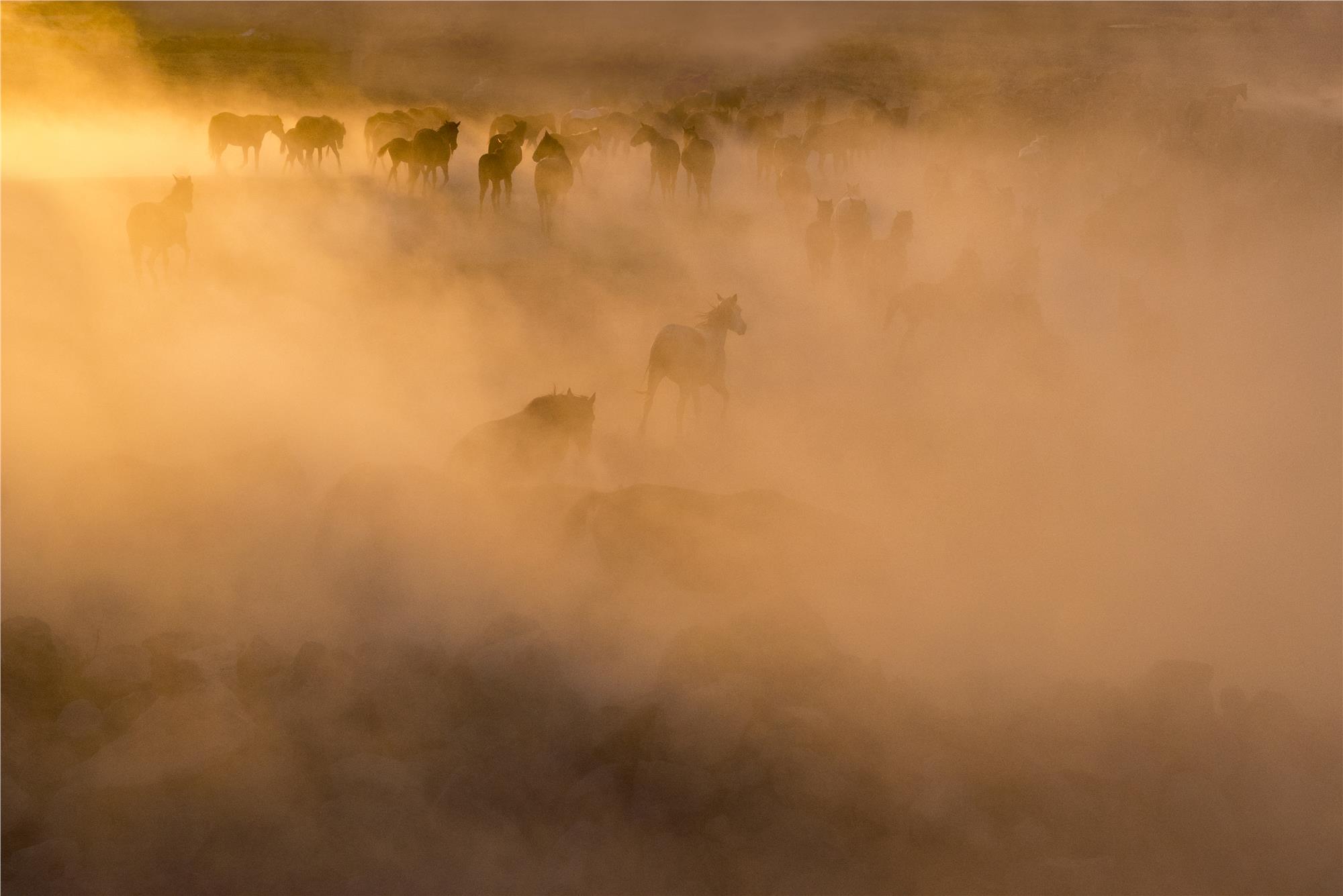 Nuri Çorbacıoğlu: Equine Photographer