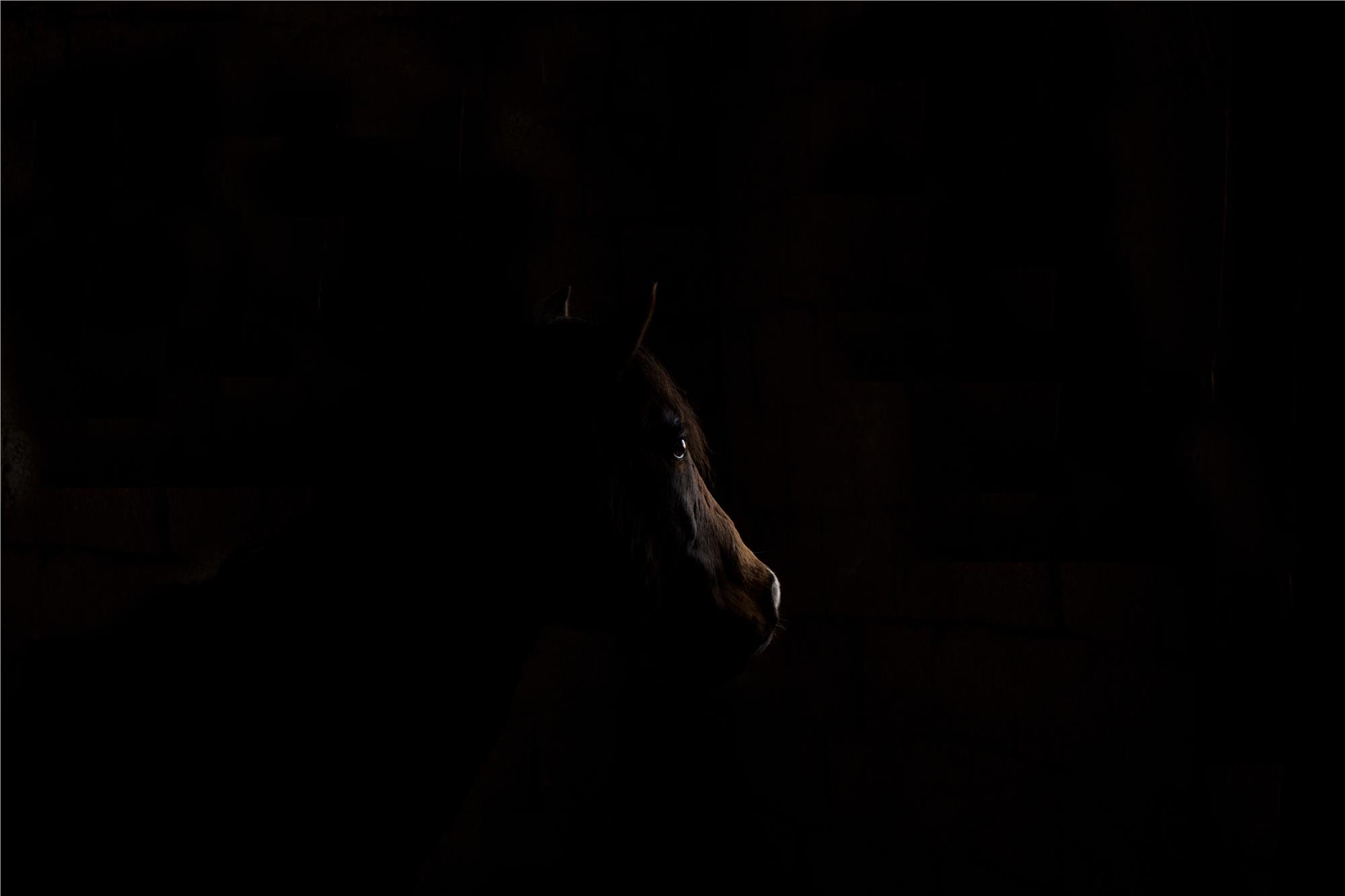 Nuri Çorbacıoğlu: Equine Photographer