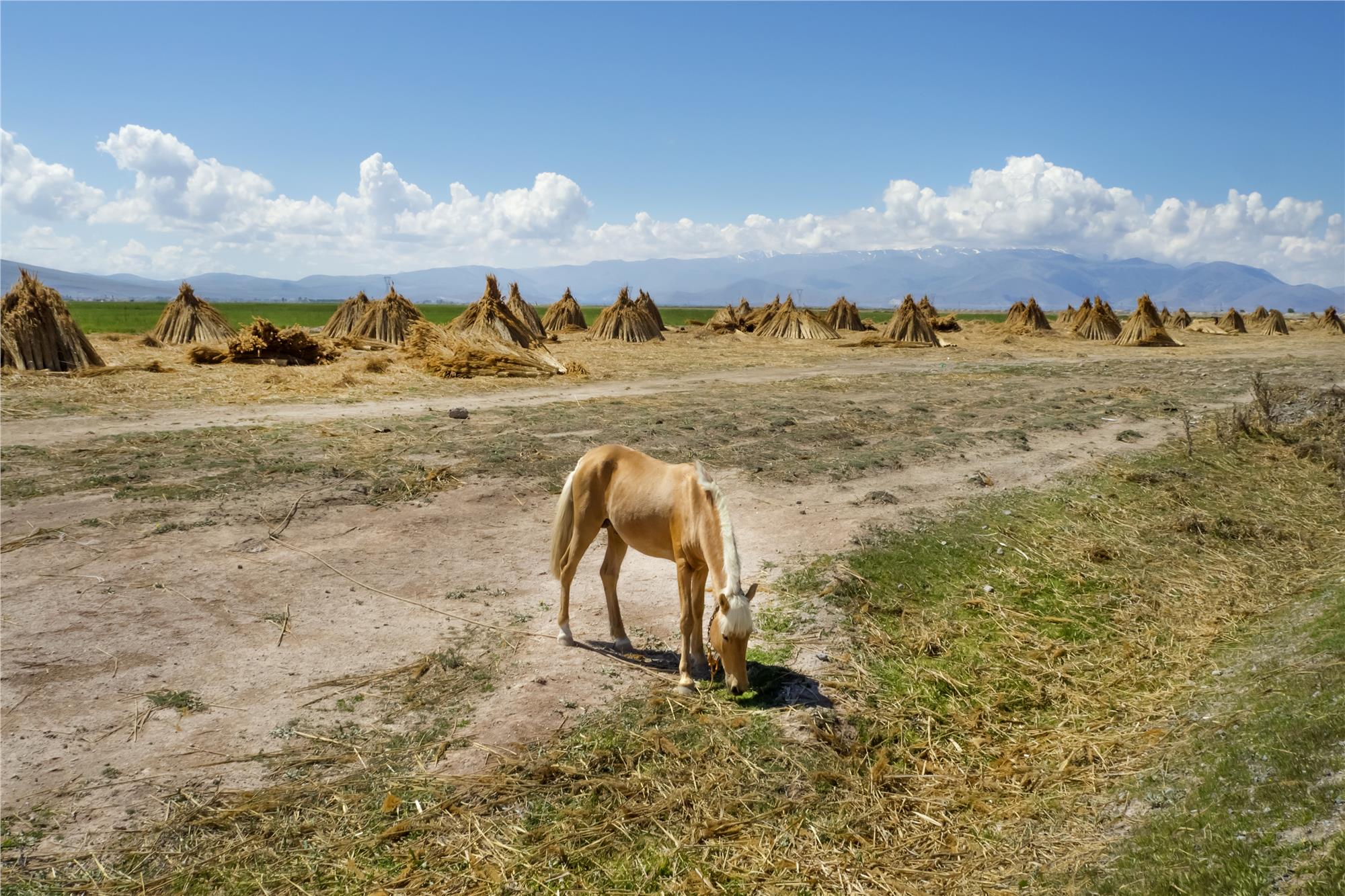 Nuri Çorbacıoğlu: Equine Photographer