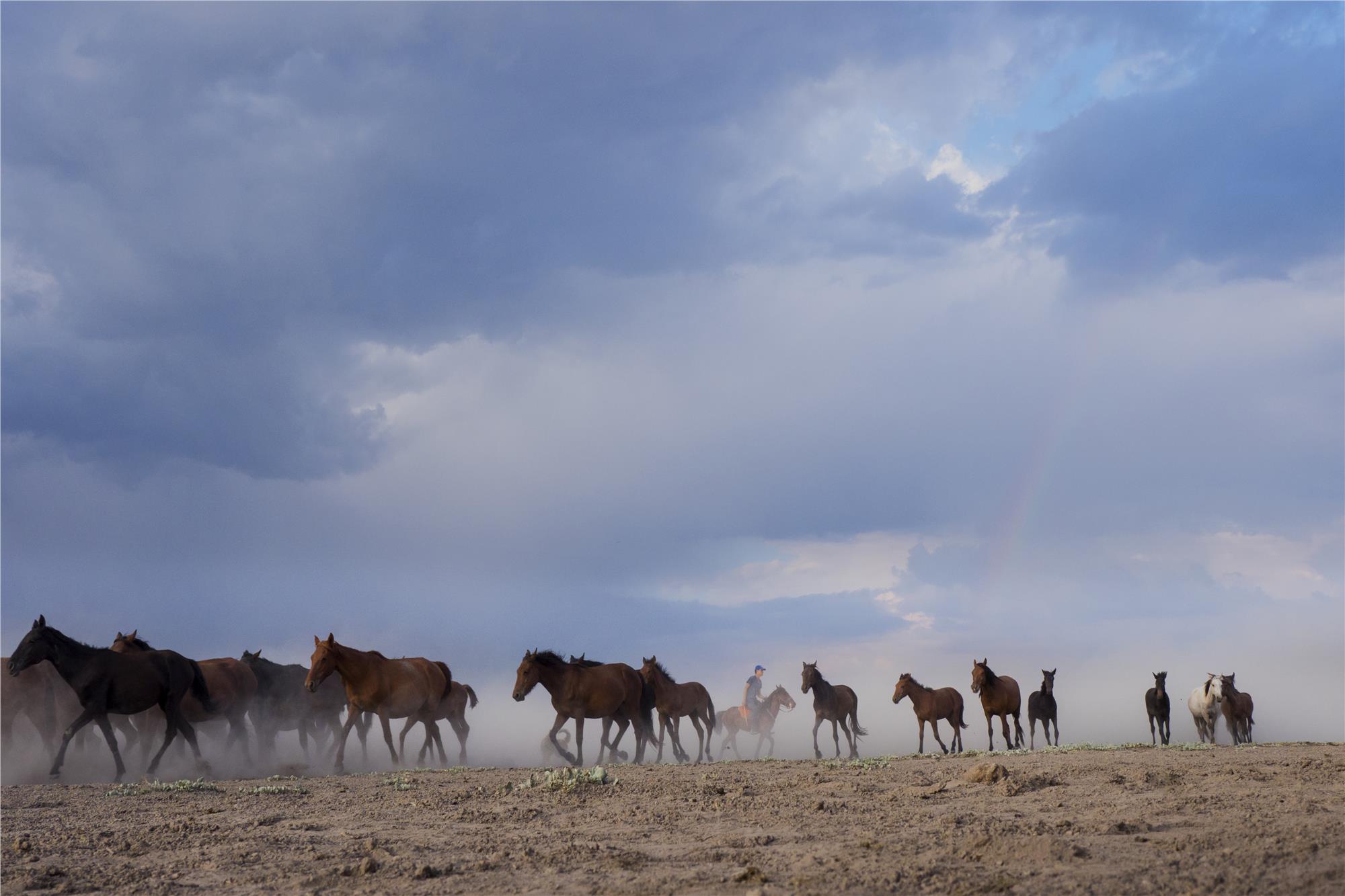 Nuri Çorbacıoğlu: Equine Photographer