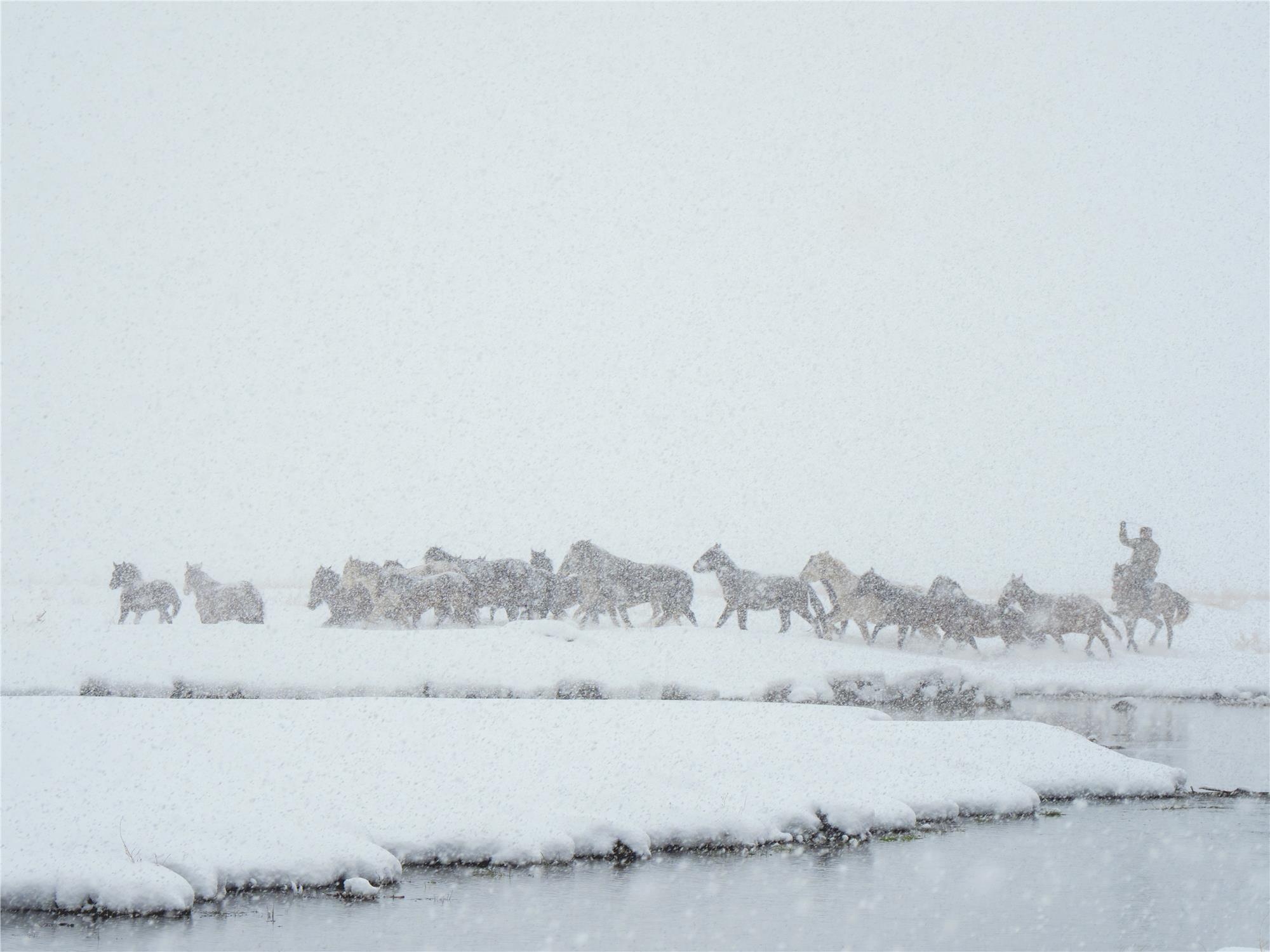 Nuri Çorbacıoğlu: Equine Photographer