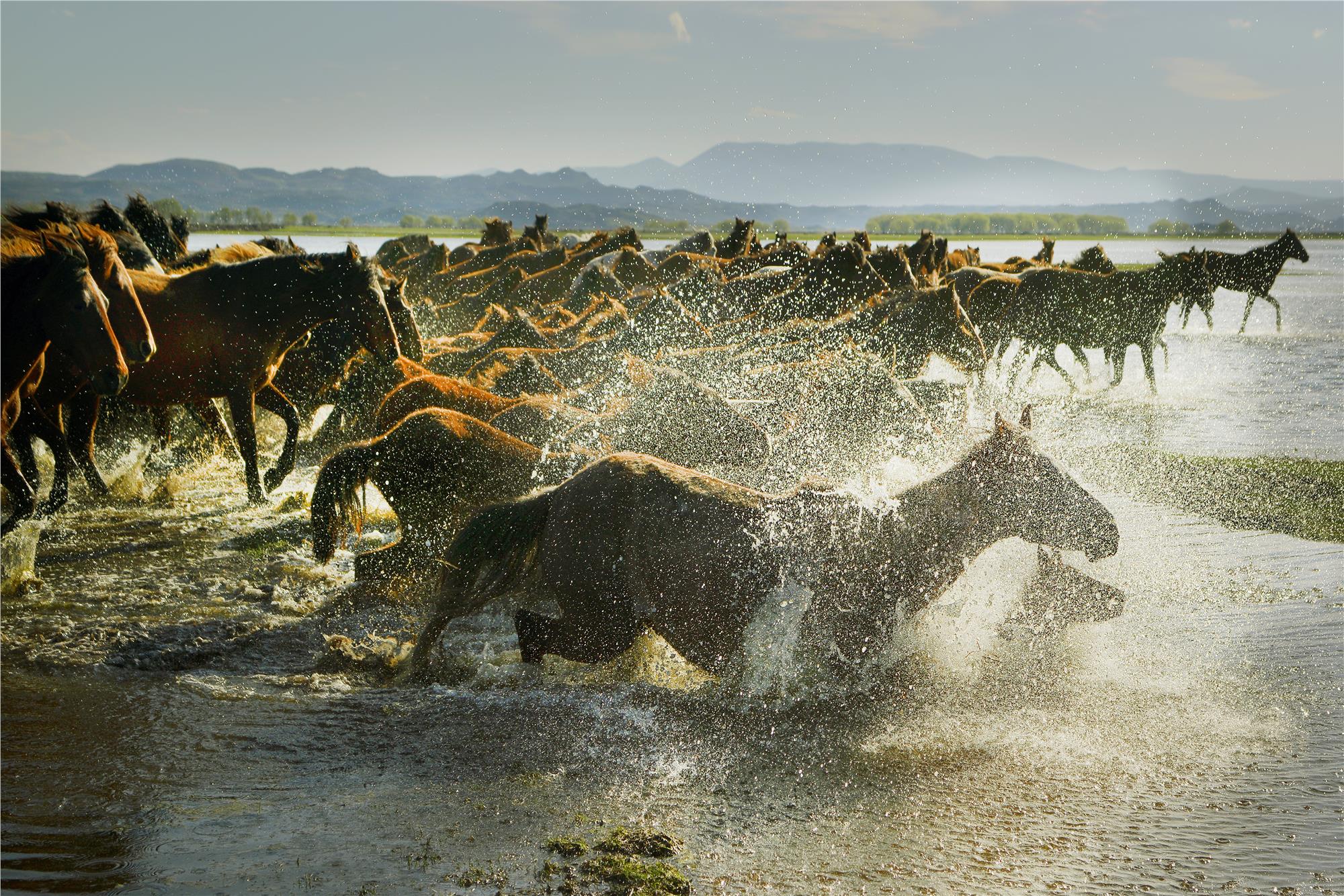 Wild and Free Horses of Cappadocia: Yilki Horses