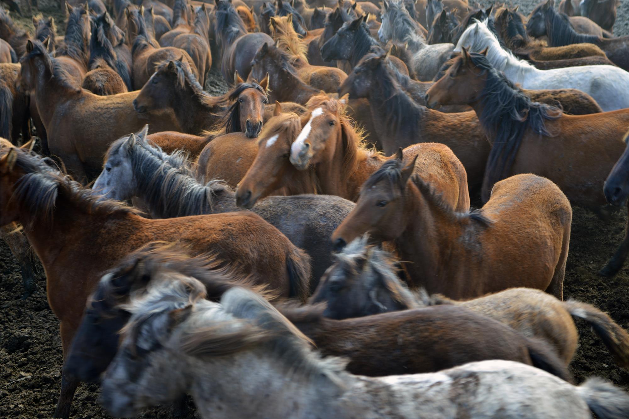 Wild and Free Horses of Cappadocia: Yilki Horses