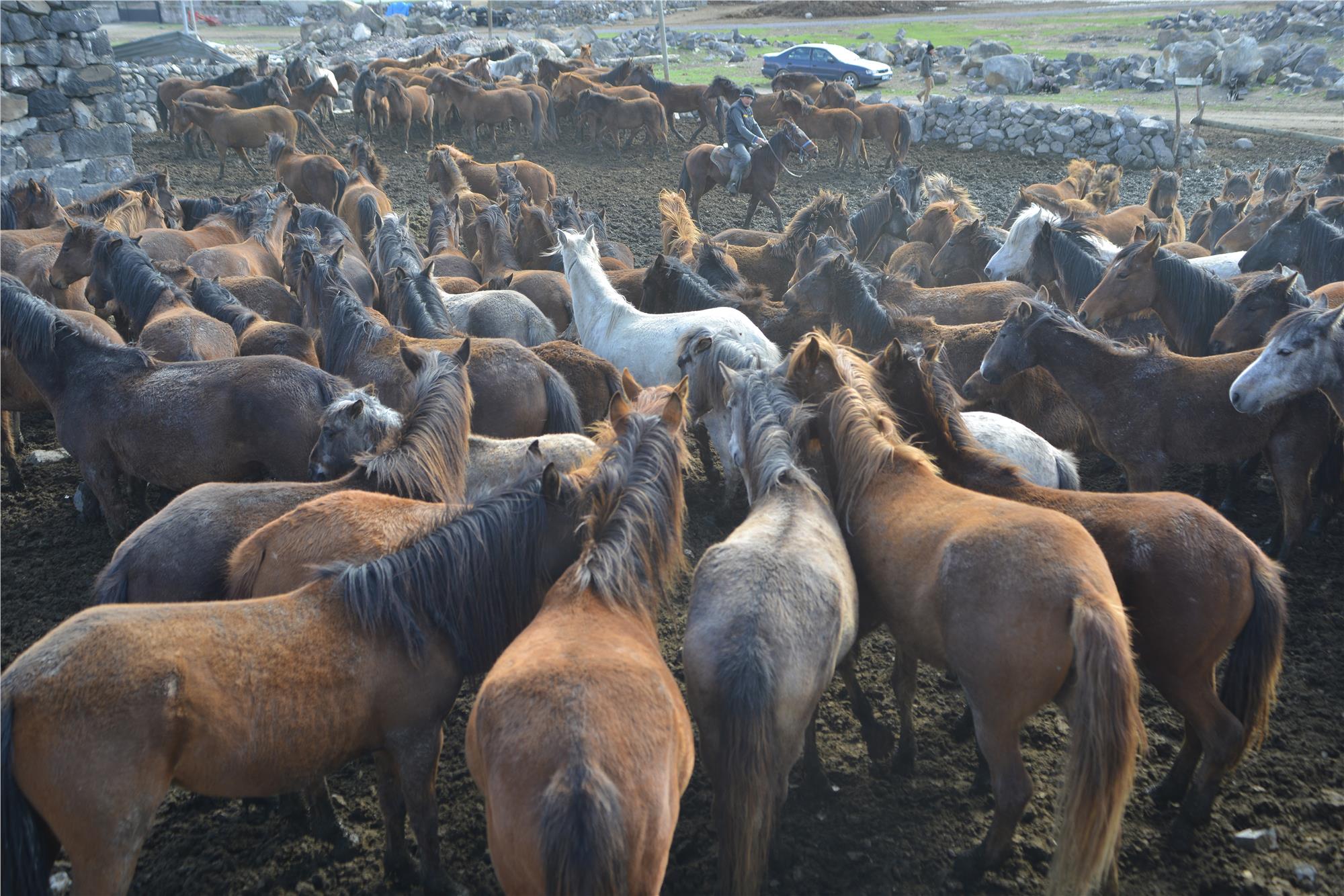 Wild and Free Horses of Cappadocia: Yilki Horses