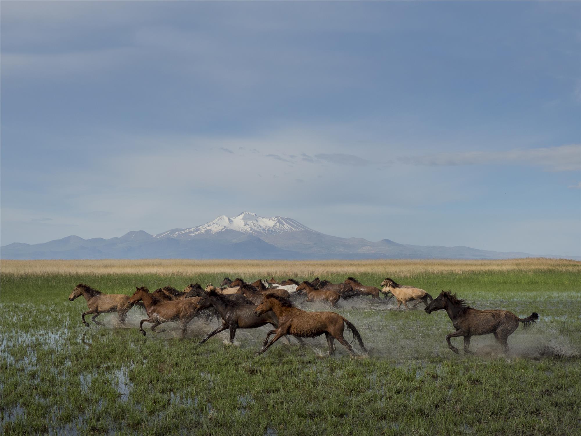 Wild and Free Horses of Cappadocia: Yilki Horses