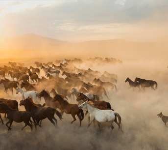 Equine Photography