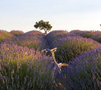 Isparta Lavander Harvest