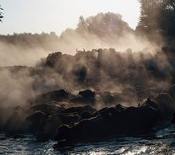 Migration of Buffalos, Feel Like in Masai Mara!