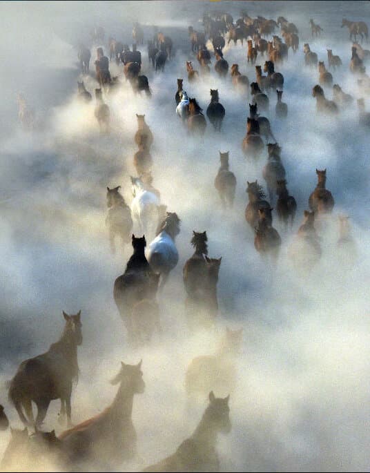 Free and Wild Horses Photo Tours of Cappadocia: Yilki Horses