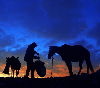 Wild and Free Horses of Cappadocia: Yilki Horses