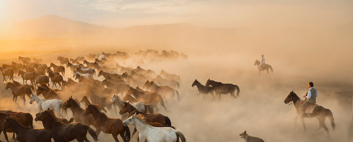 Wild Yilki Horses